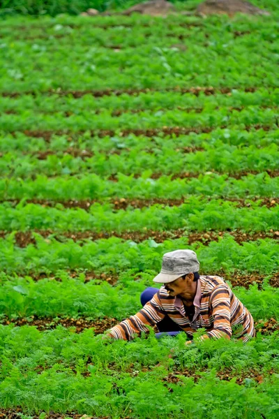 Magetan East Java May 2015 Farmers Working Tending Fields — Photo