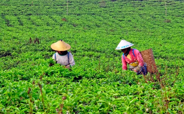 Karanganyar Κεντρική Ιάβα Ινδονησία Νοέμβριος 2014 Τσάι Αγρότες Κήπο Ετοιμάζονται — Φωτογραφία Αρχείου