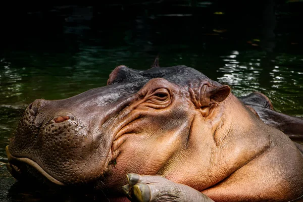 Гіпопопотама Hippopotamus Великий Всеїдний Ссавець Родини Hippopotamidae Родом Африки Південь — стокове фото