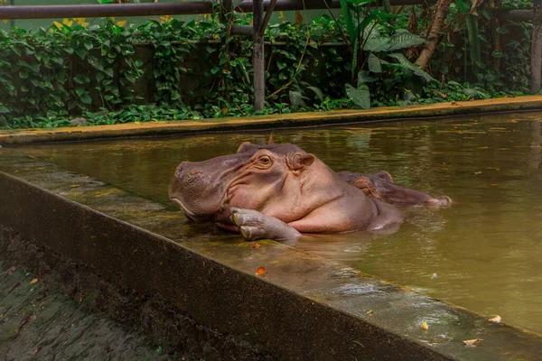 Гіпопопотама Hippopotamus Великий Всеїдний Ссавець Родини Hippopotamidae Родом Африки Південь — стокове фото