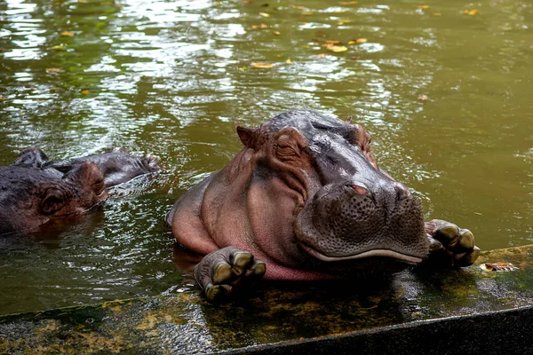 Hippopotamus Hippopotamus Large Omnivorous Mammal Hippopotamidae Family Native Sub Saharan — Photo