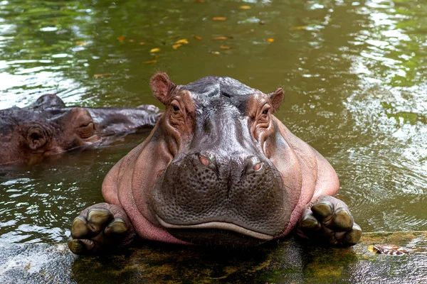 Hippopotamus Hippopotamus Large Omnivorous Mammal Hippopotamidae Family Native Sub Saharan — Foto de Stock