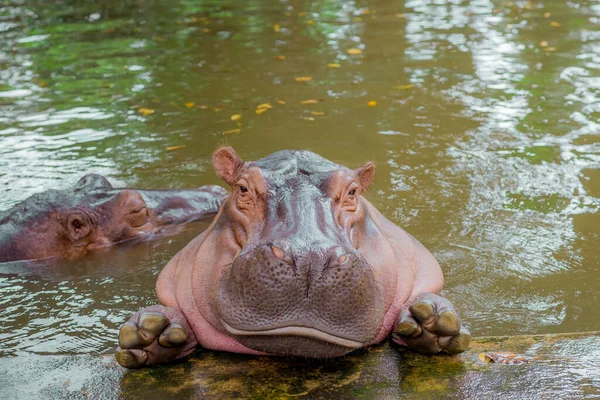 Hippopotamus Hippopotamus Large Omnivorous Mammal Hippopotamidae Family Native Sub Saharan — Photo