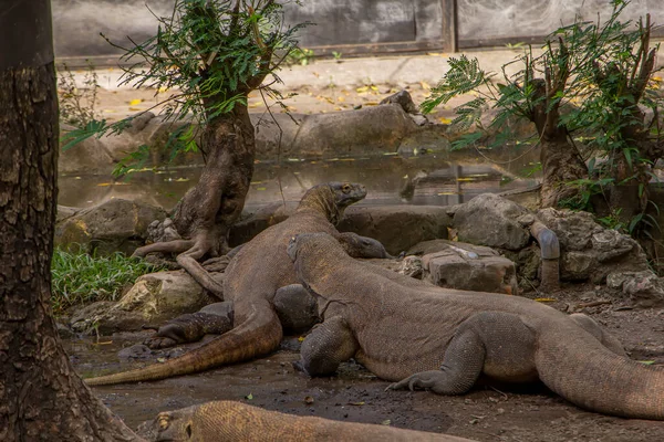 Komodo Dragon Largest Lizard World Komodo Dragon Animal Protected Indonesian — Stockfoto