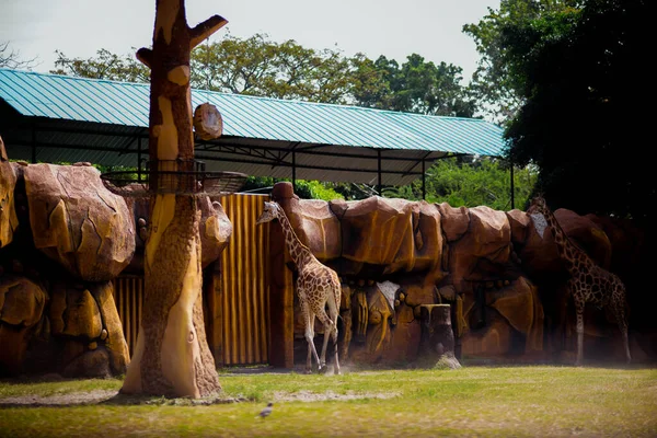 Uma Girafa Zoológico — Fotografia de Stock