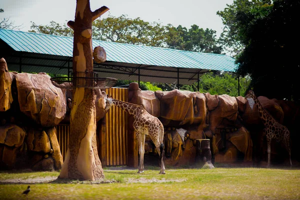 Eine Giraffe Zoo — Stockfoto