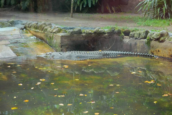 Crocodile Crocodile Sleeping Relaxing Water Crocodile Zoo —  Fotos de Stock