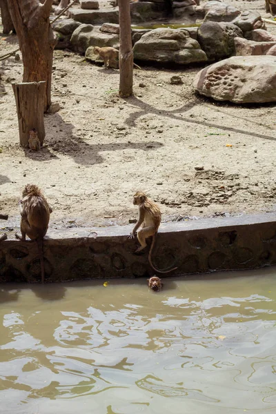 Group Monkey Species Zoo — Stok Foto