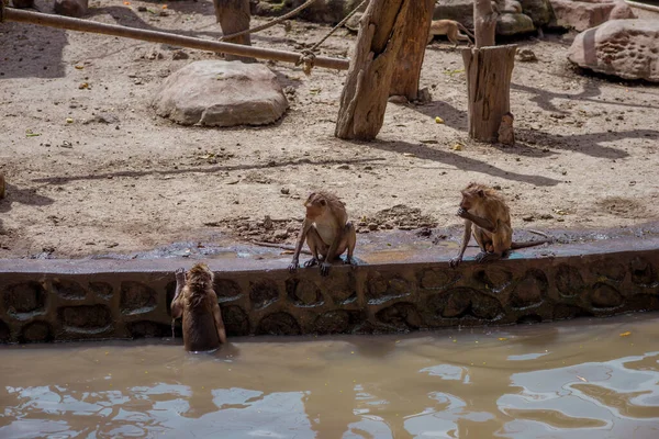 Group Monkey Species Zoo — Fotografia de Stock