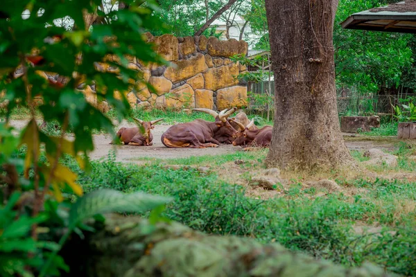 Ankole Watusi Современная Американская Порода Домашнего Скота Принадлежит Группе Анколе — стоковое фото