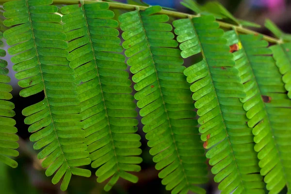 Natural Green Plant Landscape Used Background Concept Wallpaper — Fotografia de Stock