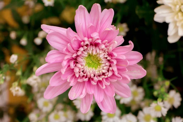 Les Chrysanthèmes Parfois Appelés Mamans Chrysanthes Sont Des Plantes Fleurs — Photo