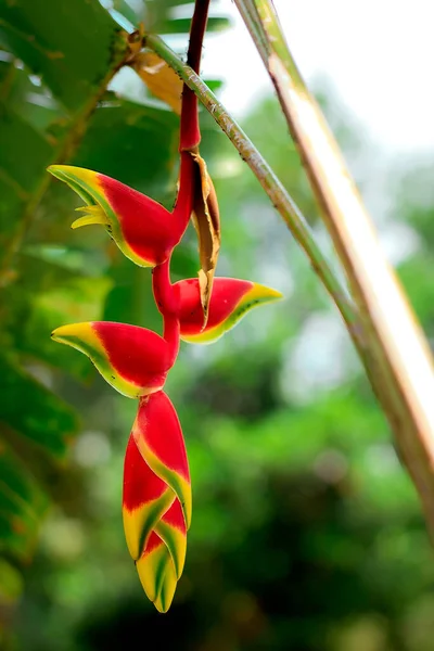 Heliconia Rostrata Cakar Lobster Gantung Herbaceous Perennial Plant Native Salvador — стоковое фото