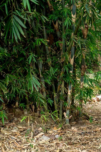 Bamboo tree. bamboo forest, bamboo forest in Indonesia