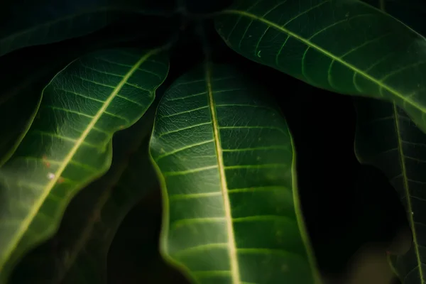 Листя Манго Зелені Рослини Листя Деталі Стокове Фото — стокове фото