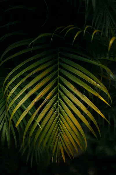 Palma Amarela Dypsis Lutescens Uma Planta Ornamental Popular Comumente Encontrada — Fotografia de Stock