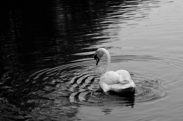 Black White Mono Photo Beautiful Elegant Adult Swan Swimming Lake — Foto de Stock
