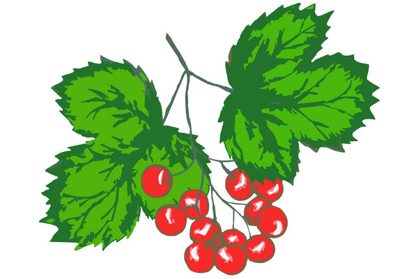 Viburnum branch.  Vector illustration isolated on white background.