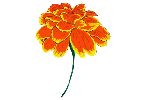 マリーゴールドの花 白を基調としたベクトルイラスト — ストックベクタ