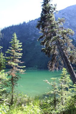 Trees over a green lake