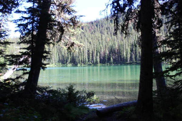 Dim Look Trees Green Lake Water Alberta Mountains — Stockfoto