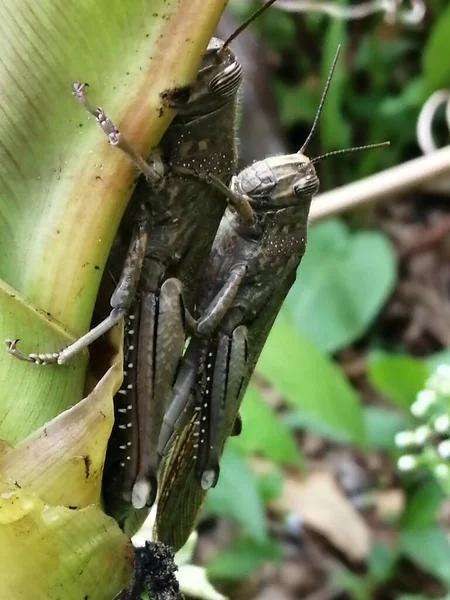 Common Locust Mating Banana Tree — Stock fotografie