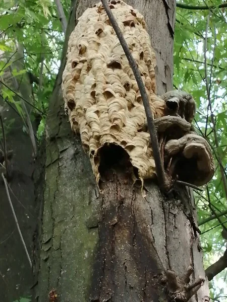 Hornet Nest Tree Vespa Crabro — Photo