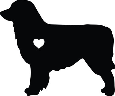 Australian Shepherd Dog Breed . Vector illustration