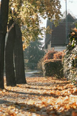 Köyde güzel bir sonbahar