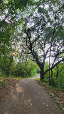 Beautiful green forest with trees and footpath in the summer.