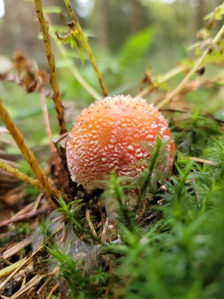 Amanita Muscaria Pilz Wächst Wald — Stockfoto