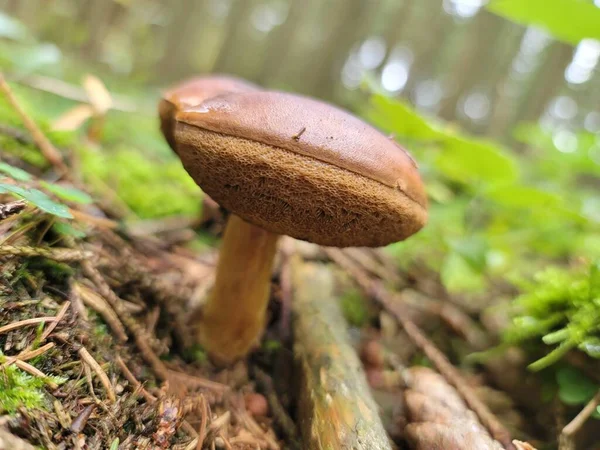 Closeup Shot Brown Mushroom Forest Autumn Garden — Fotografia de Stock
