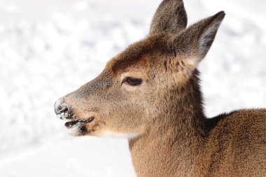 Karda genç bir geyik