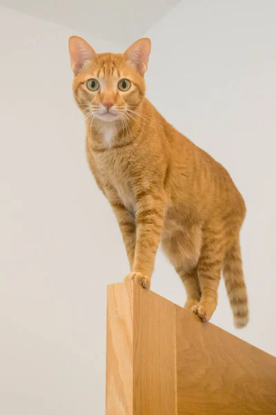 Orange Cat Standing Top Door Looking Camera — Zdjęcie stockowe