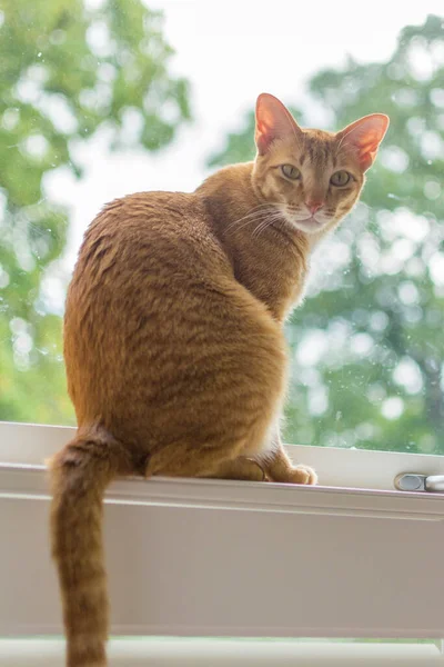 Orange Cat Sitting Window Sill Looking Camera High Quality Photo — Foto Stock