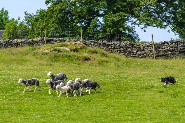 Border collie herding a flock of sheep. High quality photo