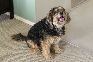 Mutlu Tan ve Kara Köpek kameraya bakıyor. Yüksek kalite fotoğraf