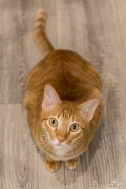 Turuncu tekir kedi Büyük gözlerle dik dik bakıyor