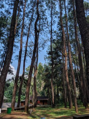 Bunga kertas berwarna putih