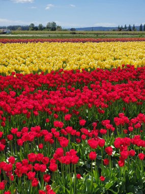 Beautiful Skagit Valley Washington Tulips