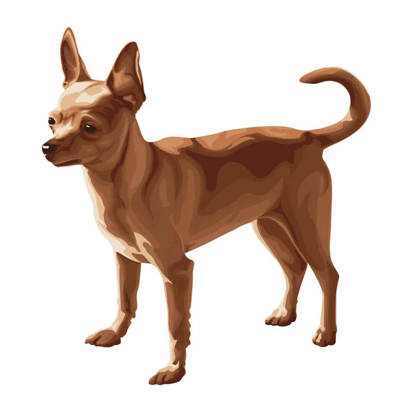 Chihuahua Dog Color Illustration Chihuahua Clipart Chihuahua Vector Graphic Transparent — Wektor stockowy
