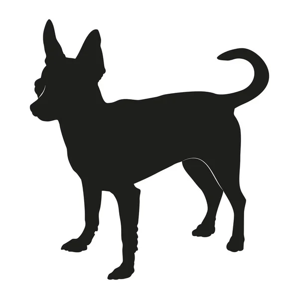 Chihuahua Dog Illustration Chihuahua Silhouette — Photo