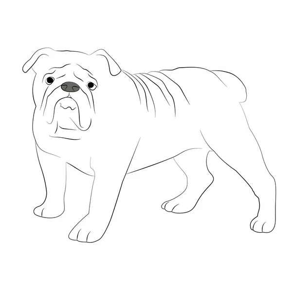 Bulldog Line Art Black White Illustration Dog Lineart Illustration — Fotografia de Stock