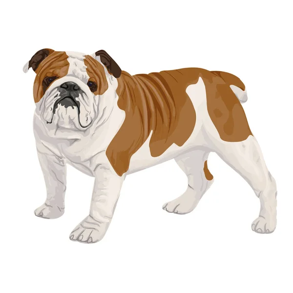 Bulldog Clipart Dog Color Illustration Transparent Background — Stockfoto
