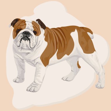 Bulldog clipart. Bulldog color vector illustration on background, dog vector.