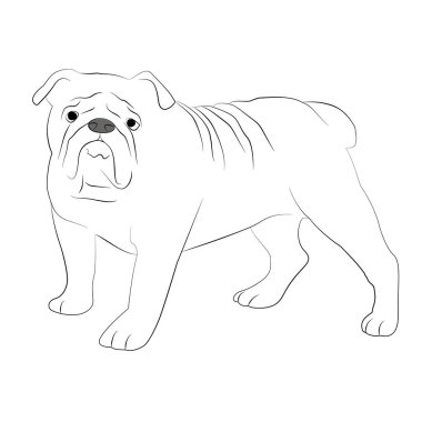 Bulldog line art black and white vector illustration. Bulldog vector graphic on transparent background, dog vector