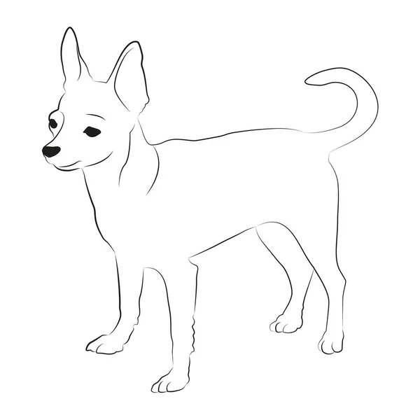 Иллюстрация Собаки Чуахуа Черно Белая Векторная Иллюстрация Chuahua Чихуахуа Векторная — стоковый вектор