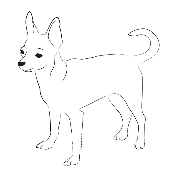 Chihuahua dog illustration. Chihuahua lineart black and white vector illustration. Chihuahua vector graphic on transparent background, dog vector