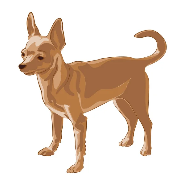 Chihuahua Dog Color Illustration Chihuahua Clipart Chihuahua Vector Graphic Transparent — Stockový vektor