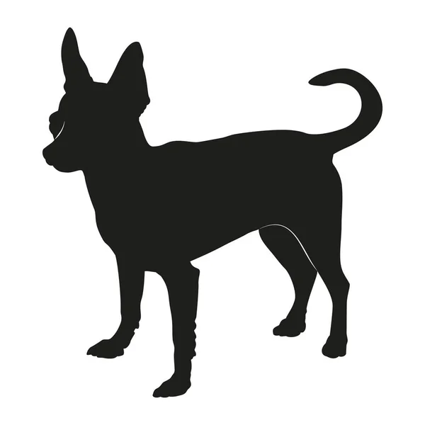 Chihuahua Dog Illustration Chihuahua Silhouette Chihuahua Vector Graphic Transparent Background — Stockový vektor